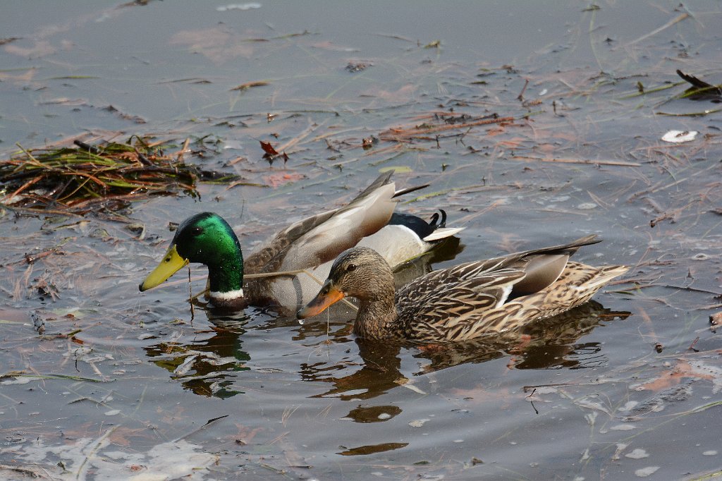 Duck, Mallard, 2014-04070097 Pointe Rok, MA.JPG - Mallard. Flint Pond, MA, 4-7-2014